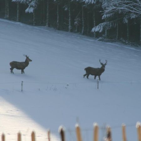 Chambres D'Hotes Les Trappeurs Silence & Nature Tenneville Exterior foto